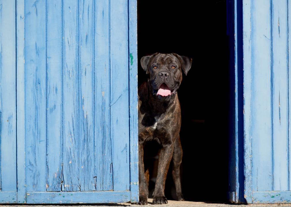 #6. Cane corso